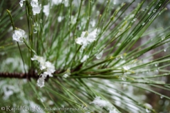 Melting snow on pine