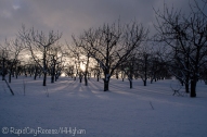 orchard in winter
