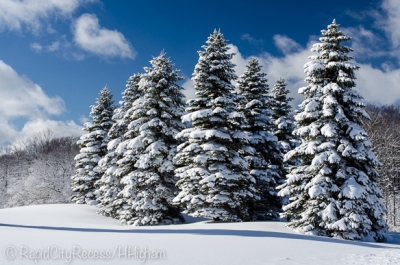 stand of snowy pines