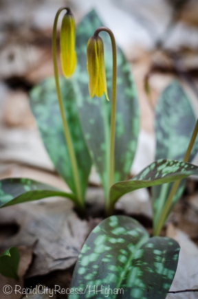 blooming trout lily