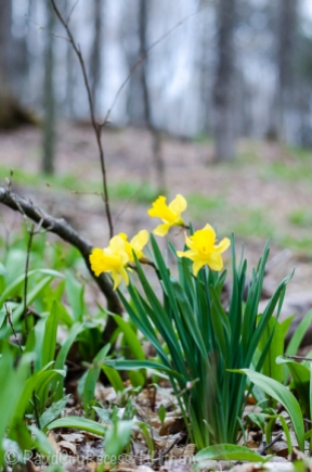 woodland daffodils