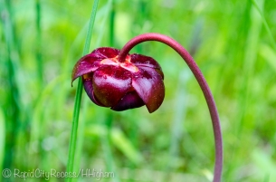 red swamp lily-4