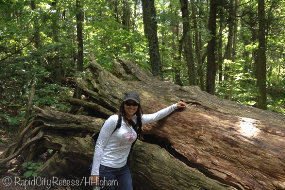 Heather and giant white cedar