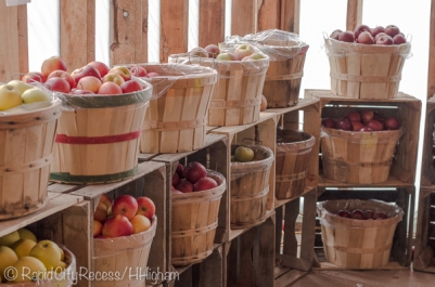 harvested apples-2