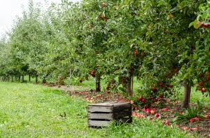 orchard and crate