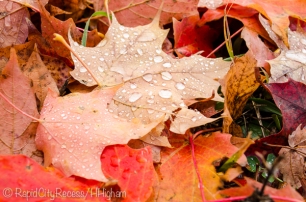 raindrops on leaves-5
