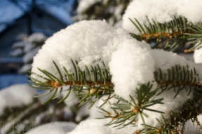 snow on pine