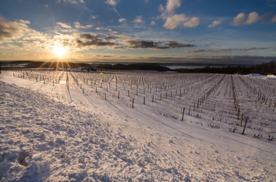 Winter vineyard sunburst