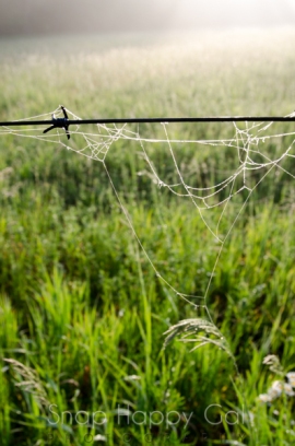 spiderweb on barbed wire-2