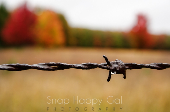 wet barbed wire - fall trees
